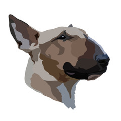 Dog Bull Terrier vector illustration