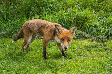 Red Fox on grass