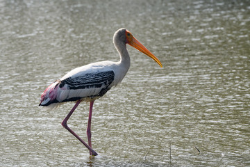 Painted Stork searching for food in water lake