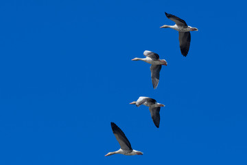 duck in flight , bird in flight over the blue sky