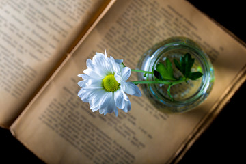 Daisy on an old book