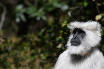 Himalyan langur monkey