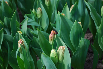 Tulip Joint Devison (Fringed Group) grow in the flowerbed. Spring time in  Netherlands.