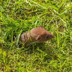 Weasel or Least weasel (mustela nivalis)