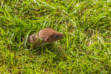 Weasel or Least weasel (mustela nivalis)
