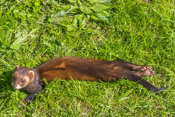Polecat with grass background