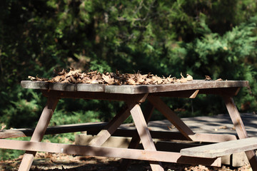 bench in the forest