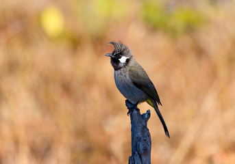 himalayan bulbul on tree branch with isolated background