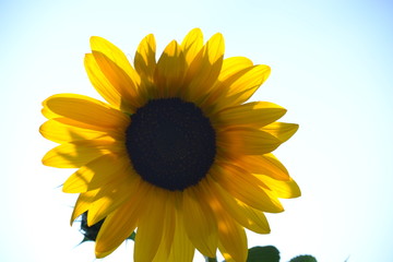 sunflower