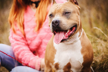 Staffordshire Terrier. the dog sits in nature in the fall