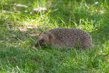 Hedgehog ( Erinaceidae ) on grass