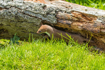 Weasel or Least weasel (mustela nivalis)