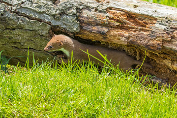 Weasel or Least weasel (mustela nivalis)