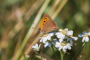 Fototapeta na wymiar Small copper butterfly ( Lycaena phlaeas )