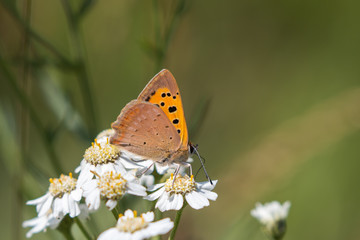 Small copper butterfly ( Lycaena phlaeas )