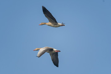 Fototapeta na wymiar Bird in flight , duck in flight with blue sky