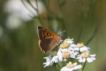 Small copper butterfly ( Lycaena phlaeas )