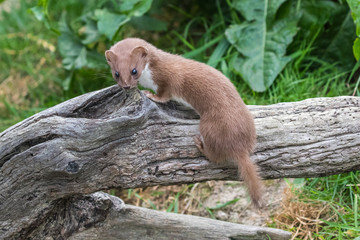Weasel or Least weasel (mustela nivalis) on a tree log - obrazy, fototapety, plakaty