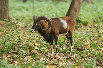 Europäischer Mufflon (Ovis gmelini musimon) / Widder
