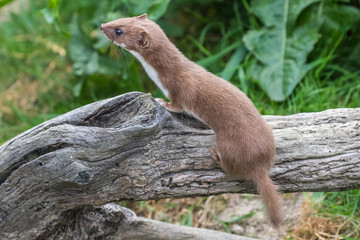 Weasel or Least weasel (mustela nivalis) on a tree log