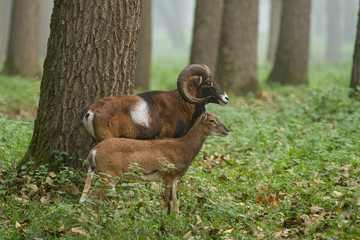 Mufflon-Widder und Schaf