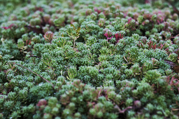 closeup of green plants in the garden