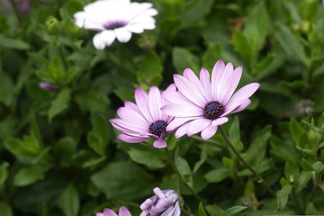 Two flower in the garden