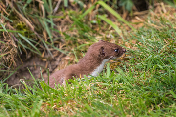 Weasel or Least weasel (mustela nivalis) on a grass bank