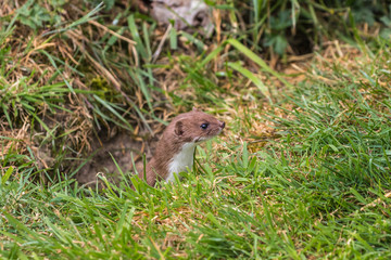 Naklejka na ściany i meble Weasel or Least weasel (mustela nivalis) on a grass bank