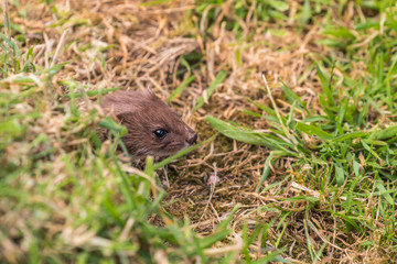 Weasel or Least weasel (mustela nivalis) on a grass bank