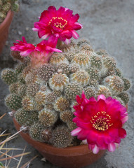 Cactus fiorito, Echinopsis haematantha  (Lobivia haematantha)