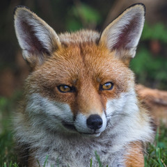 Red Fox on grass