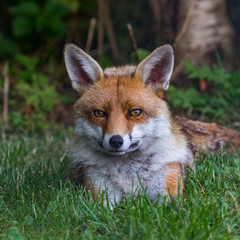 Naklejka na ściany i meble Red Fox on grass