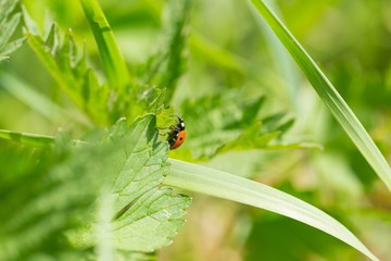 Ladybird walking on green plant in spring day