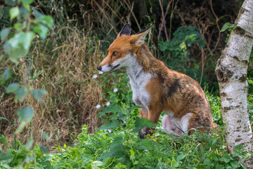 Red Fox on grass