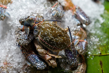 Fresh Sea Crab in the Market