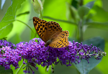 Kaisermantel auf lila Sommerflieder