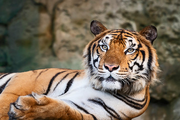 Portrait of tiger.