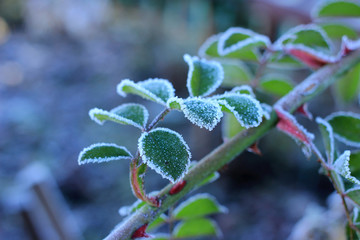 Frozen tender leaves of a bush of roses.