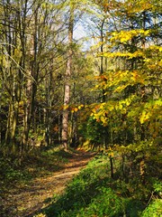 Obraz premium wanderweg auf dem pöhlberg