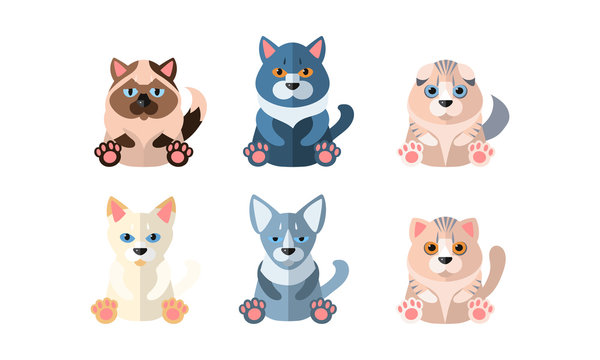 Different cute cats set, cartoon animals pets sitting vector Illustration on a white background