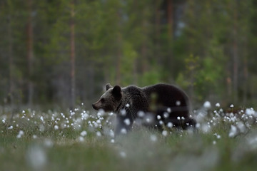 brown bear cub with forest background © Erik Mandre