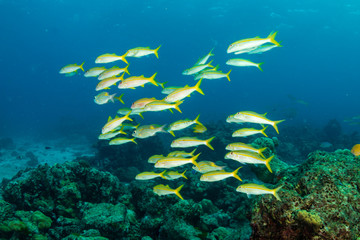 Colorful tropical fish on a coral reef in the Andaman Sea