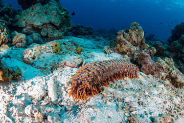 Sea Cucumber on a sandy seabed near a tropical coral reef