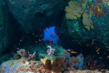 Plakat Beautiful schools of tropical fish swimming around a colorful coral reef