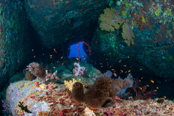 Fototapeta na wymiar Corals, seafans and tunnels on an underwater tropical reef