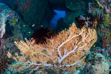 Naklejka na ściany i meble Corals, seafans and tunnels on an underwater tropical reef