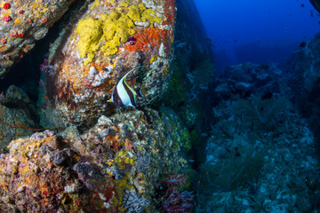 Fototapeta na wymiar Beautiful schools of tropical fish swimming around a colorful coral reef