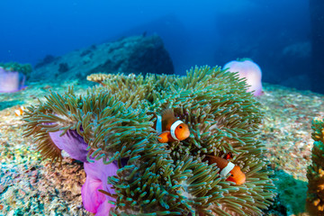 Fototapeta na wymiar Family of cute Clownfish in a colorful anemone on a tropical coral reef