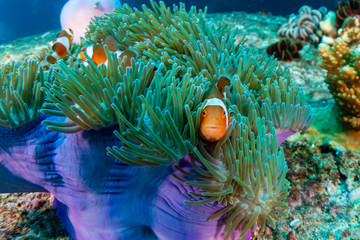 Family of cute Clownfish in a colorful anemone on a tropical coral reef